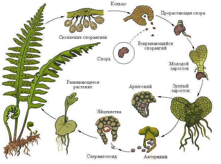 Размножение споровых растений 6 класс план