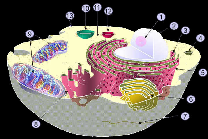 Клетка 22. Identify the Cell organelles. Cell with nuclear vertor.