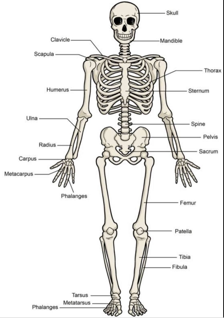 Скелет человека расписанный
