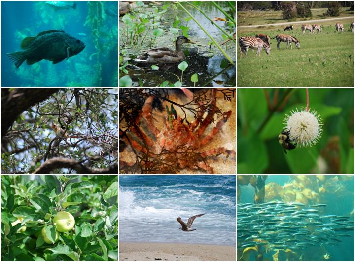 Естественно природная среда обитания. Живые организмы. Биоразнообразие и человек. Окружающая среда животные растения. Влияние человека на биоразнообразие.