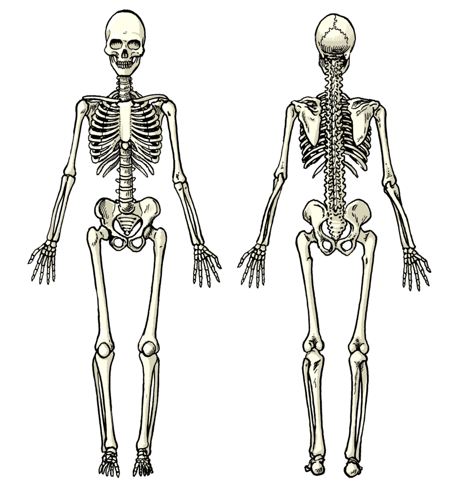 Кости читать. Кости. Человеческие кости на берегу. Закрепление человеческих костей. Строение девушки кости.