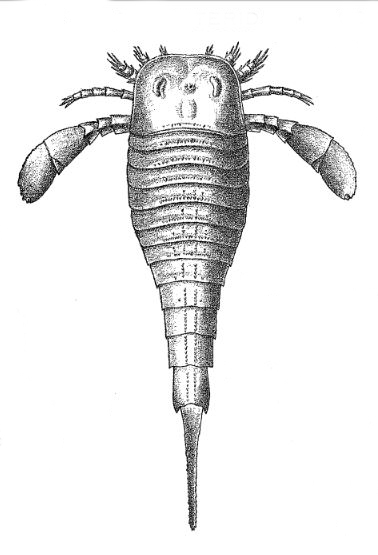 На рисунке изображен ракоскорпион вымершее животное обитавшее 420 млн лет назад