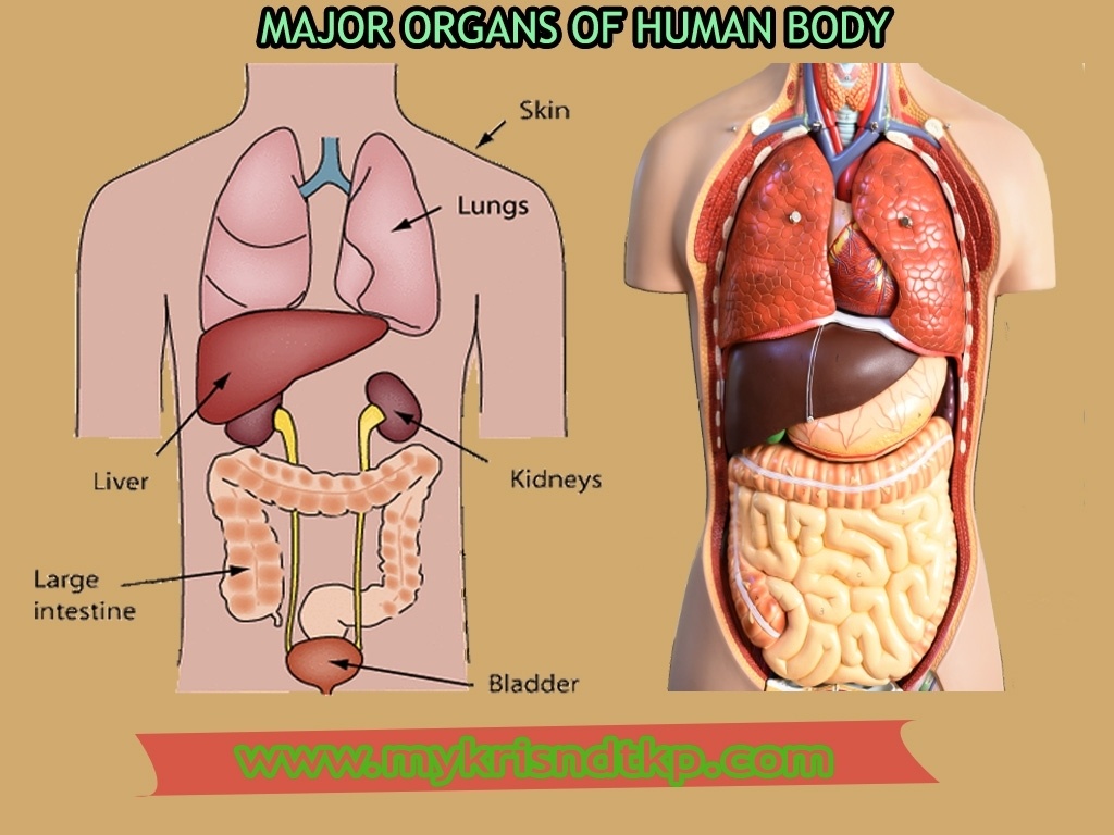 Самый тяжелый орган человека. Внутренние органы на английском. Human body Organs. Органы человека на англ.