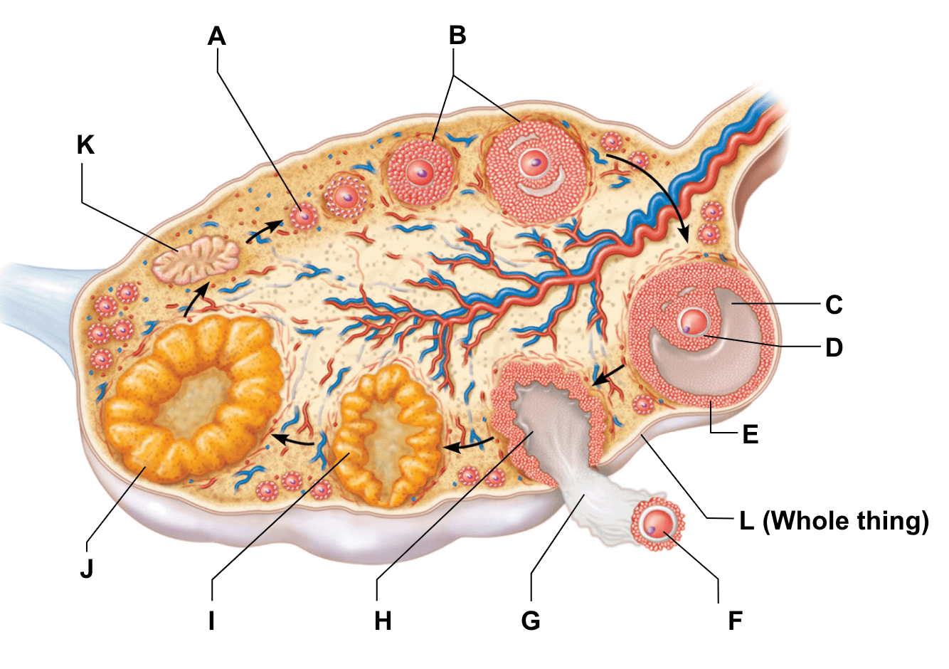 Строение яичника анатомия