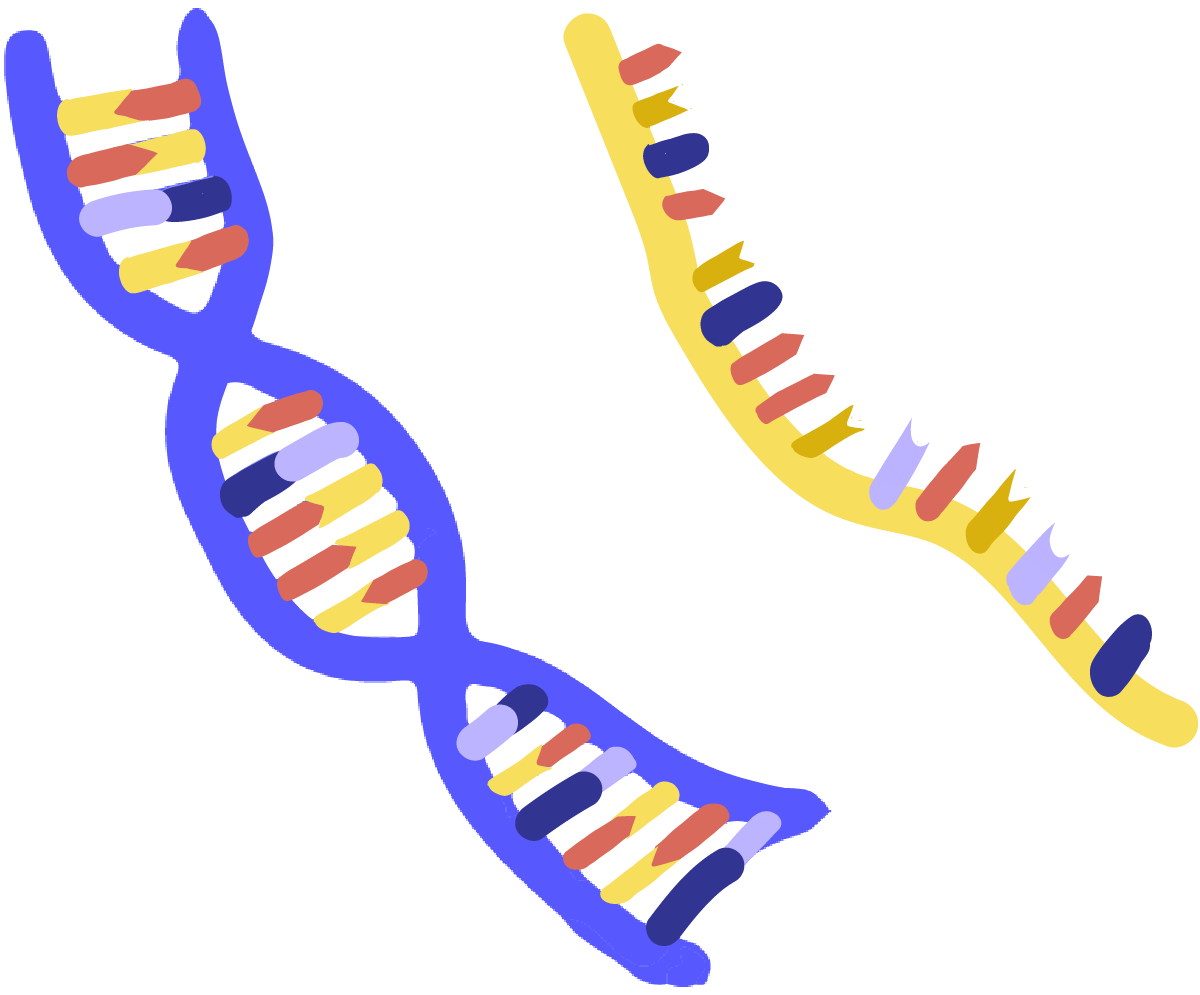 Рисунок молекулы рнк. Nucleic acid DNA RNA. ДНК на белом фоне. ДНК иллюстрация. Молекула РНК.
