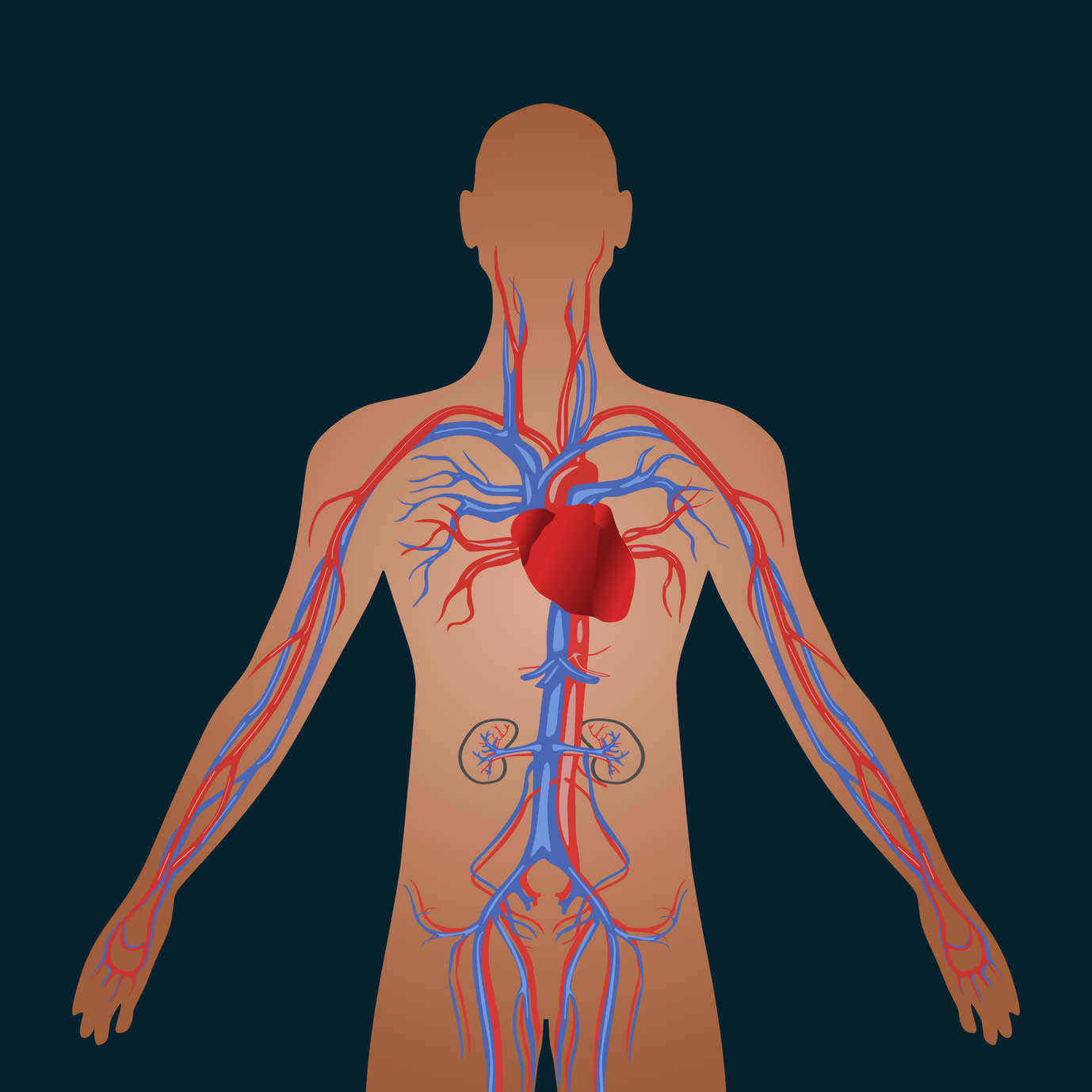 Кровеносная система человека анимация