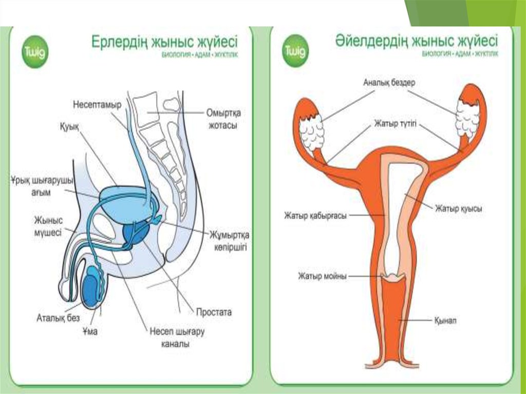 Адамның жыныс жүйесінің құрылымы мен қызметі 9 сынып презентация