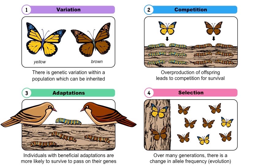 Theory of Natural Selection - Quiz.