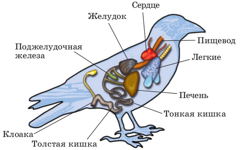 Схема органов птиц