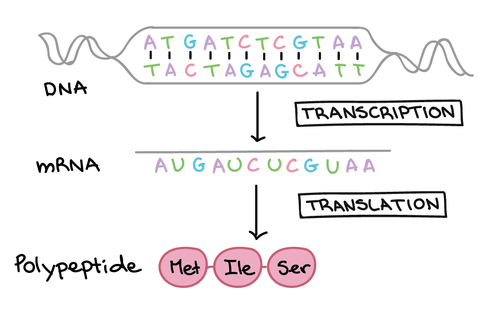 Транскрипцию playing. DNA Transcription. DNA Transcription and translation. Transcription translation Biology. DNA для детей.