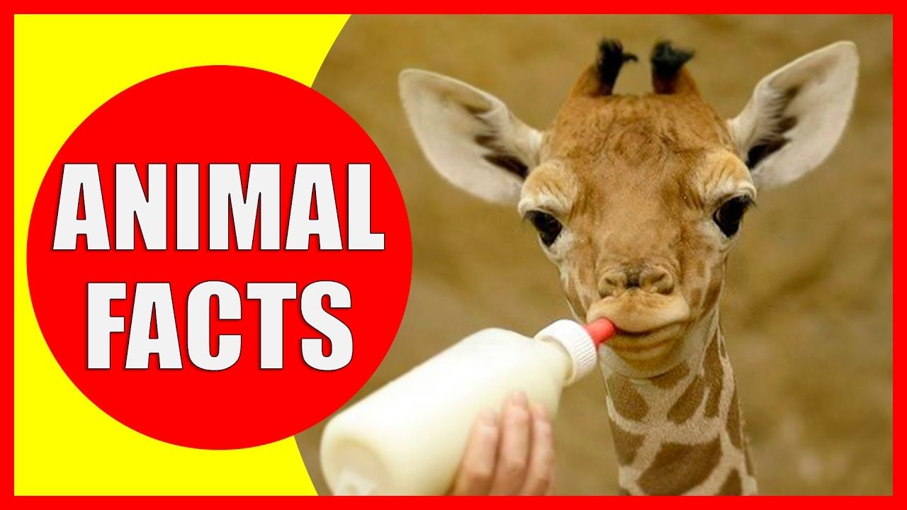 Facts about animals. Animals facts. Fun facts about animals. Amazing facts about animals. Amazing animal facts 3 класс.