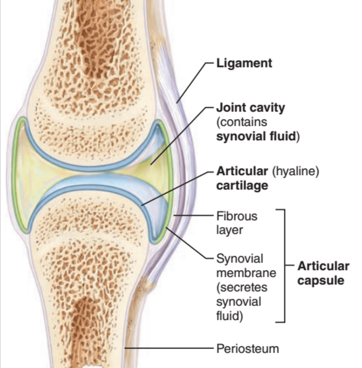 Полость кости. Synovial Fluid. Synovial cavity Knee. Synovial Recessus Knee. Structure of a typical synovial Joint.