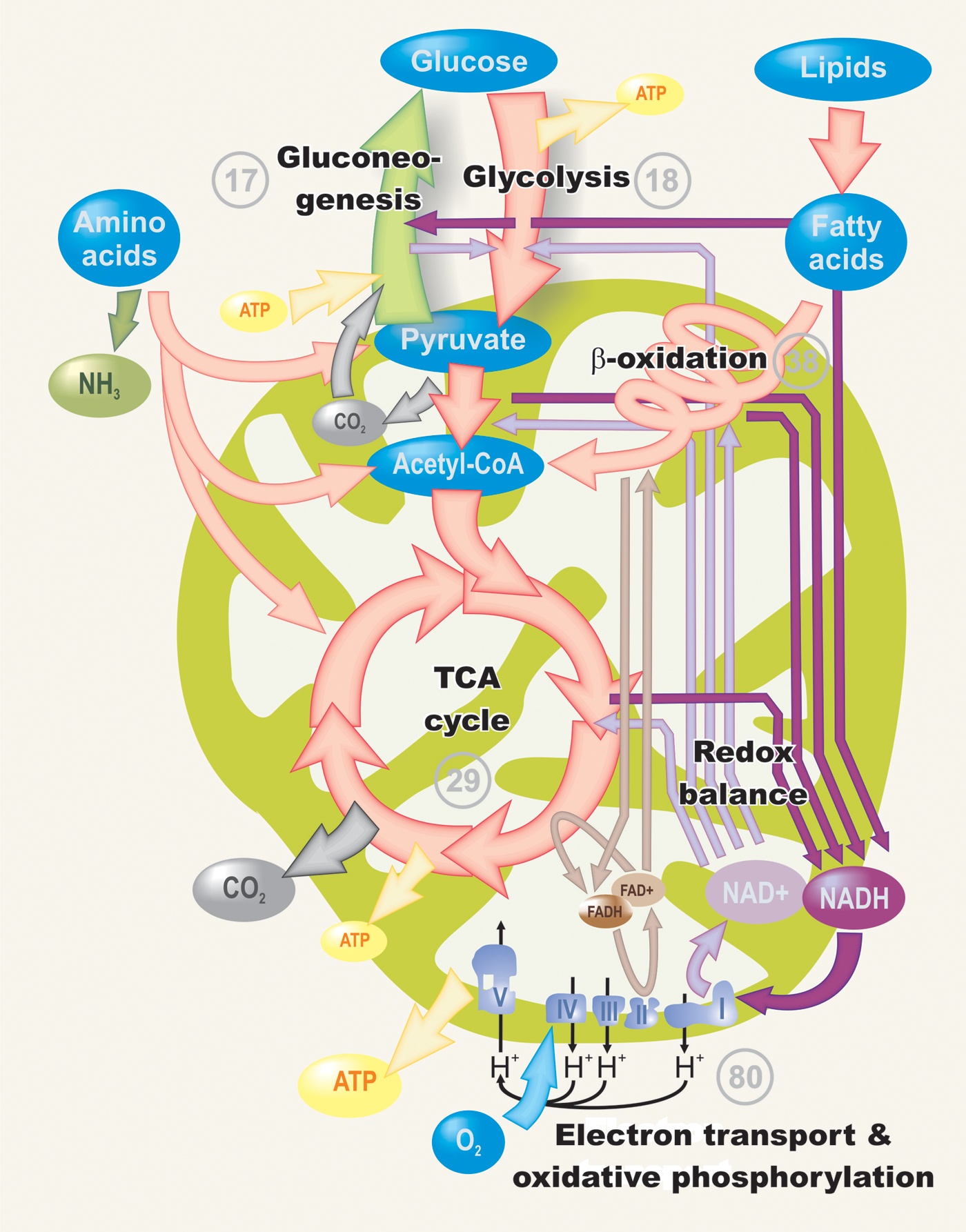 Биохимия клетки. Metabolism rasm. «Интермедиарный обмен. Gluconeo- Genesis vs. glycolysis. Exl2 Sugar metabolisme.