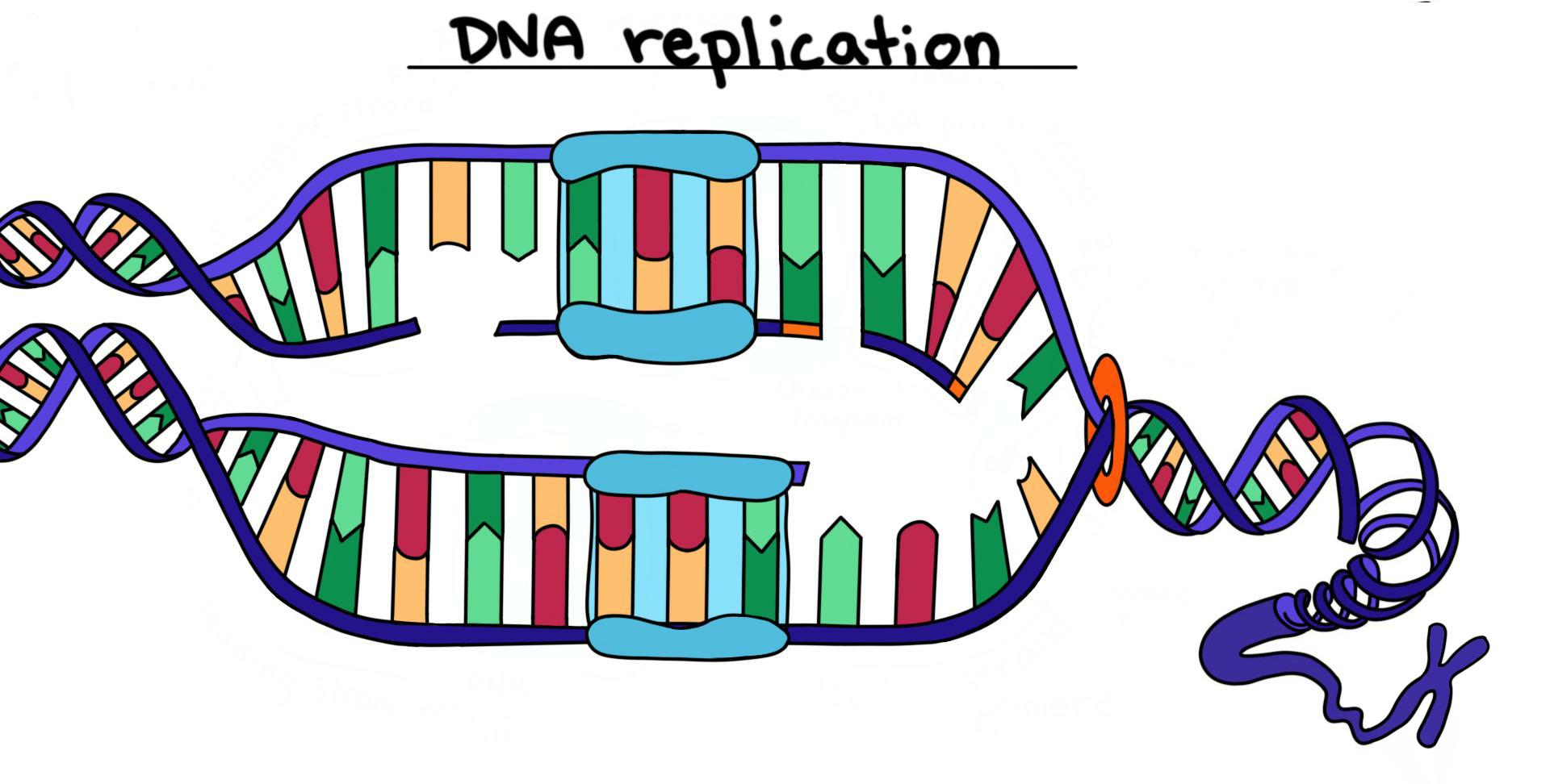 DNA structure and replication - Quiz.