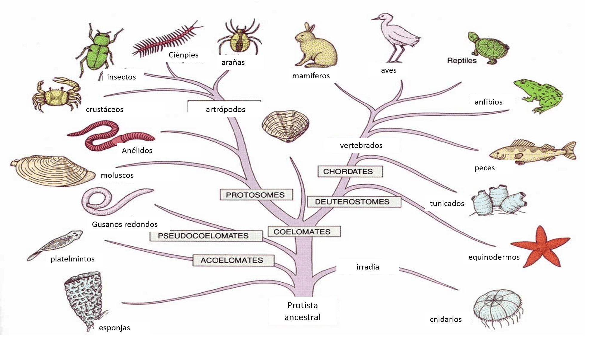 Perdicion de los artrópodos