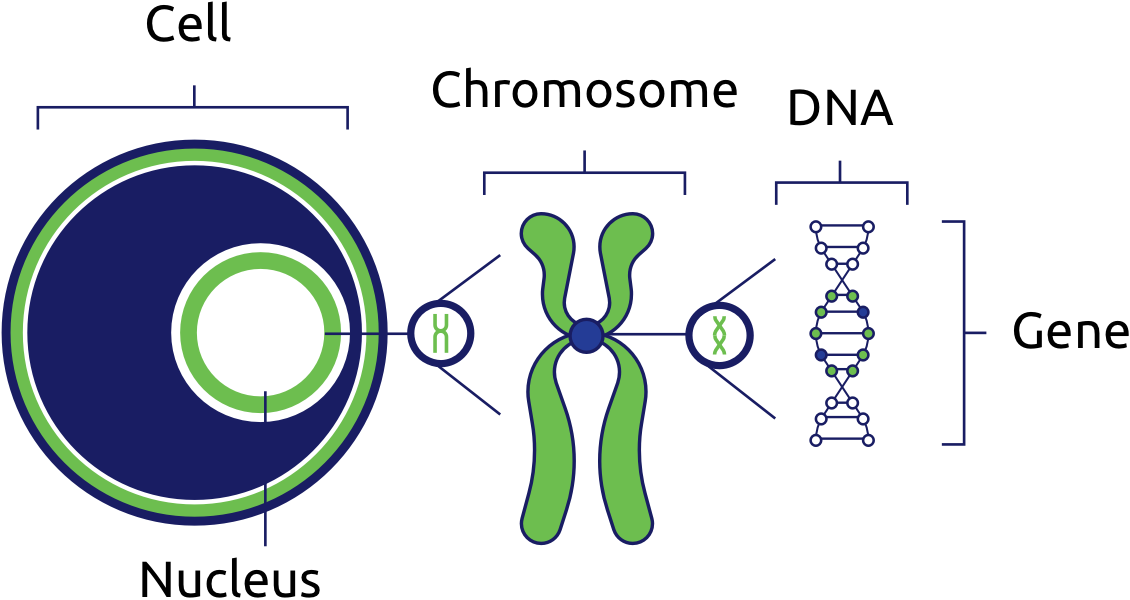 Генетическое ядро. Ген и хромосома. Гены и хромосомы. Ген ДНК хромосома. Ядро хромосомы гены.