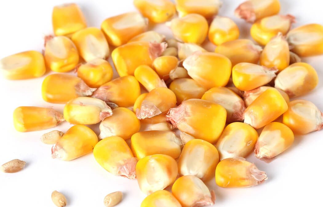 Pastel Corn