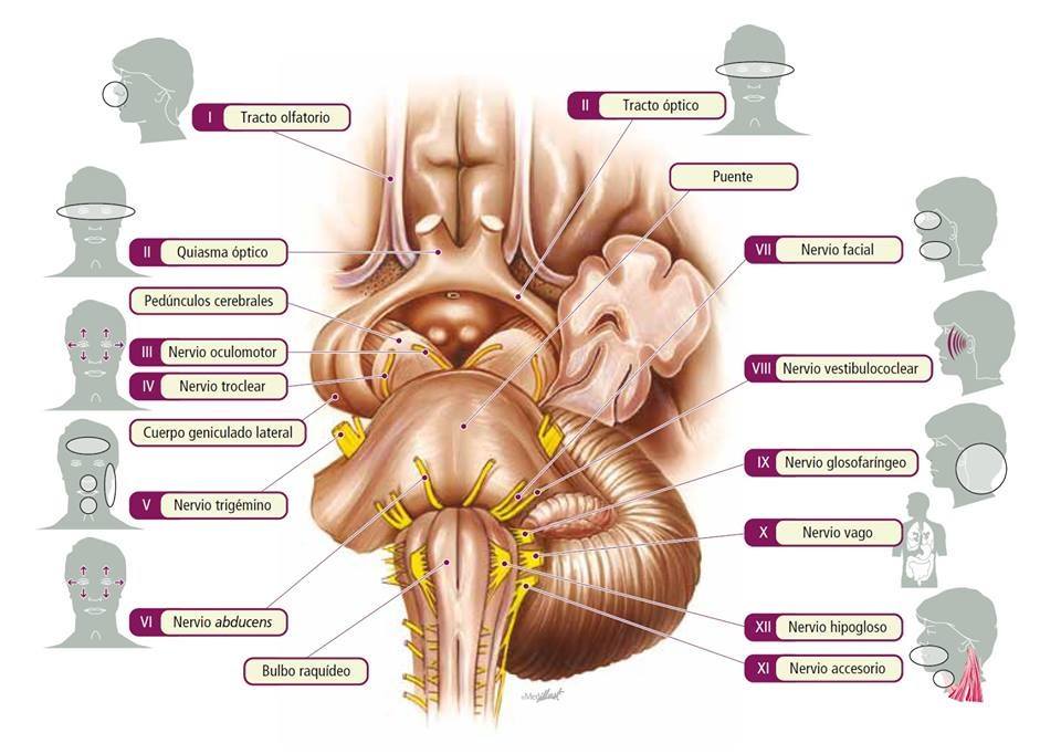 Que son los pares craneales