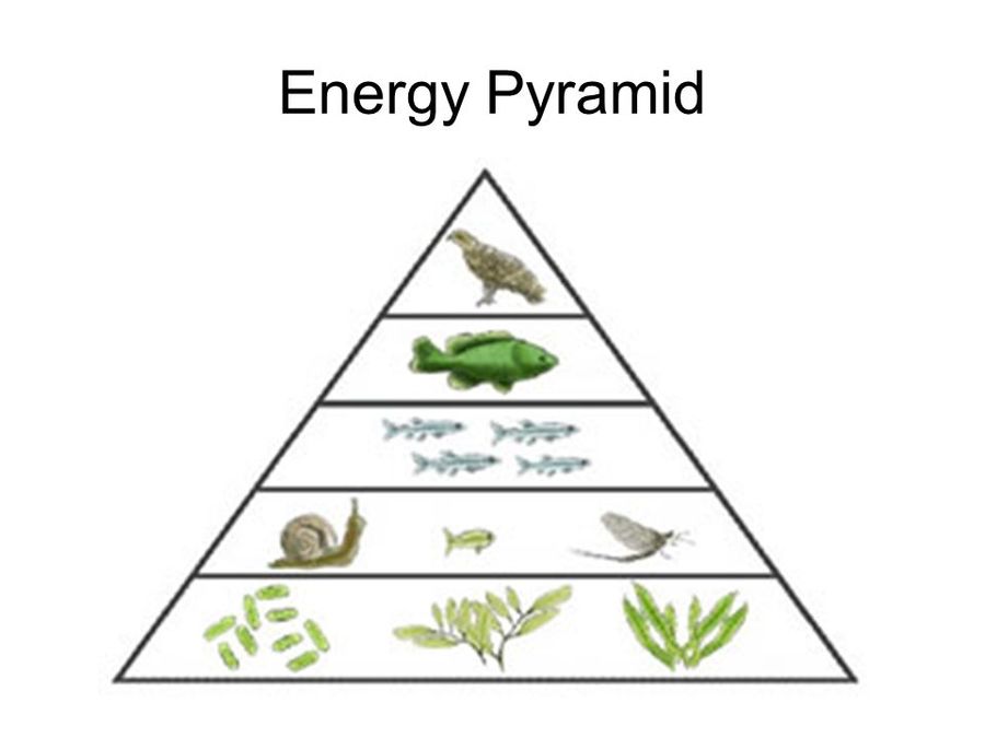Экологическая пирамида рисунок