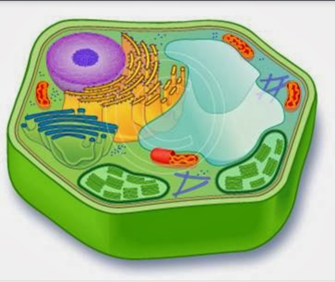 Клетка растения