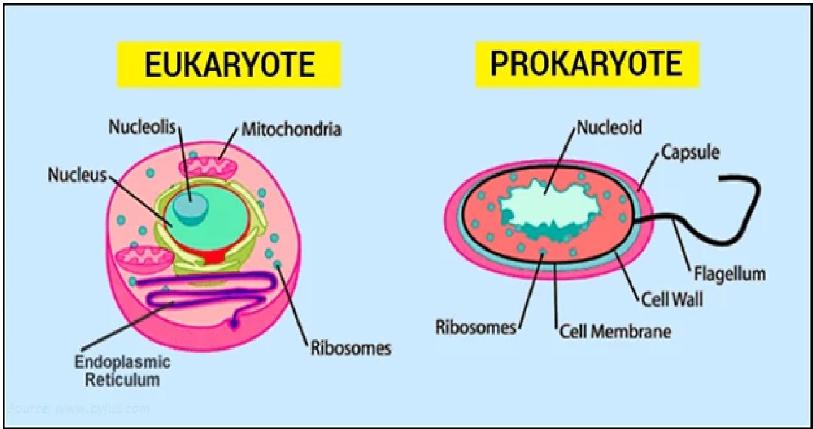 Возникновение прокариот произошло в. Prokaryotic and eukaryotic. Клетки прокариот и эукариот. Прокариот и эукариот рисунок. Клетка прокариот и эукариот рисунок.
