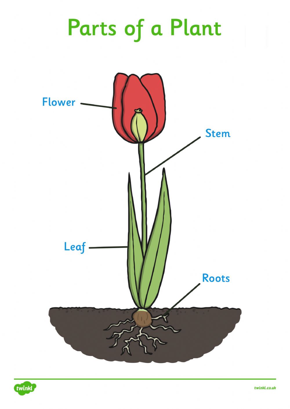 A flower is a plant. Parts of a Plant. Parts of a Plant цветок. Parts of the Plant Worksheets. Parts of a Plant ESL.