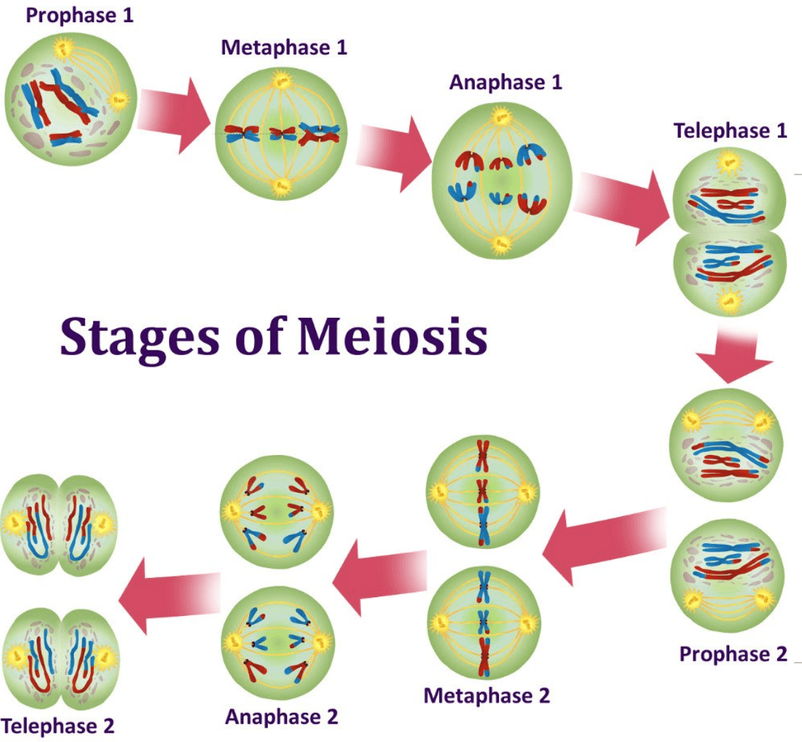 Meiosis Phases - Quiz.