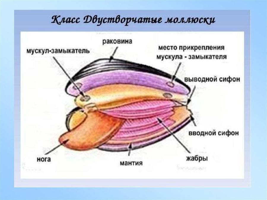 Моллюски биология 7 класс рисунок