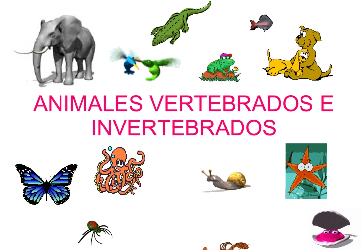 Diferencia entre animales vertebrados e invertebrados