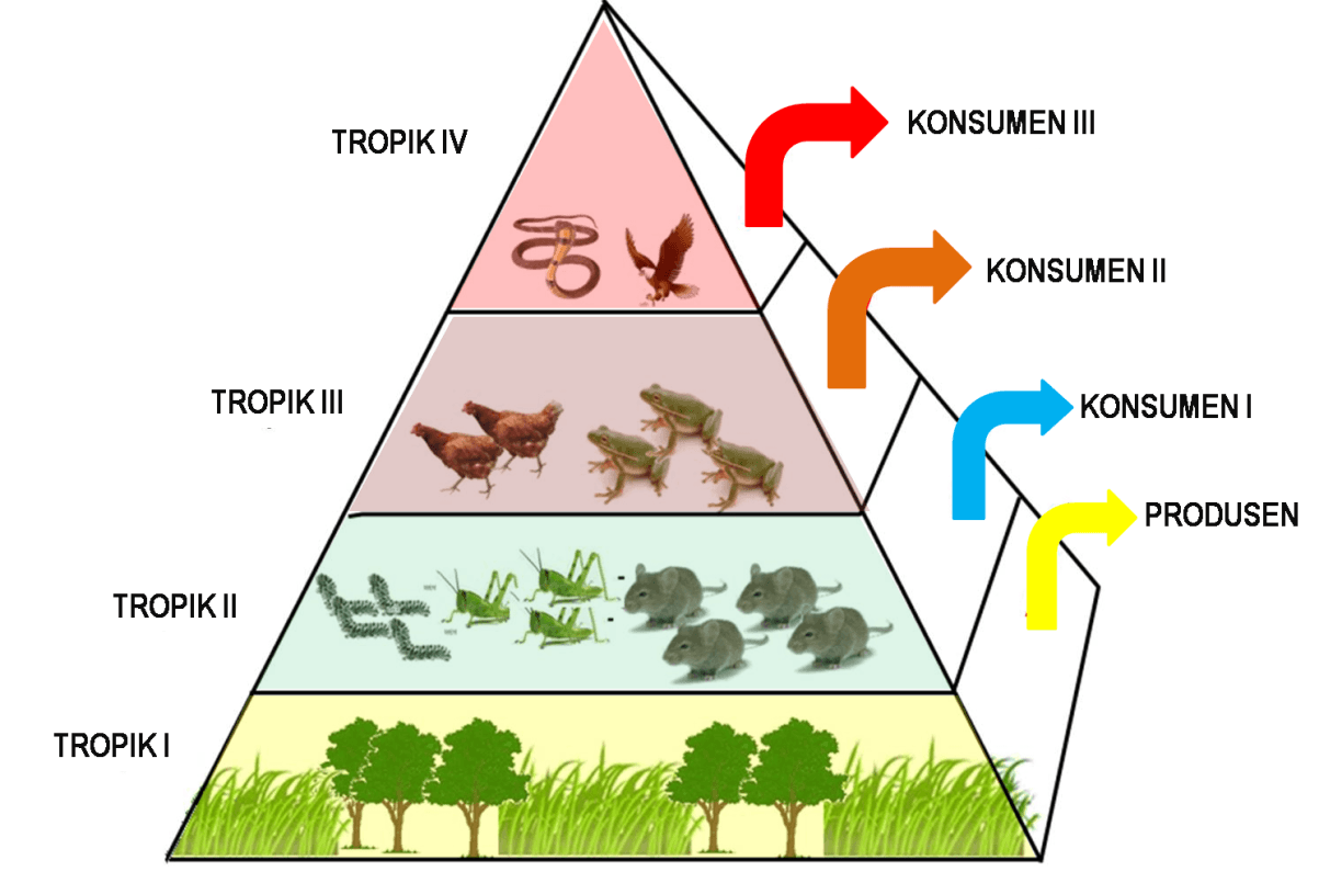 Экологическая пирамида для детей