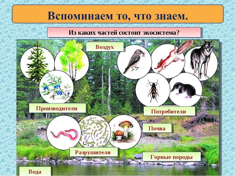 Таблица по биологии природные сообщества. Экосистема. Экологическая система экосистема. Экосистема это в биологии. Экосистема окружающий мир.