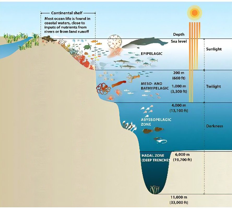 Плотность жизни в океане. Зоны океана. Обитатели шельфа. Слои океана. Океанические глубины.