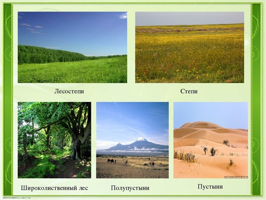 Поле природная зона. Лесостепи степи и полупустыни. Тундра лес степь полупустыня. Пустыня степь лесостепь полупустыня. Степи лесостепи пустыни полупустыни.