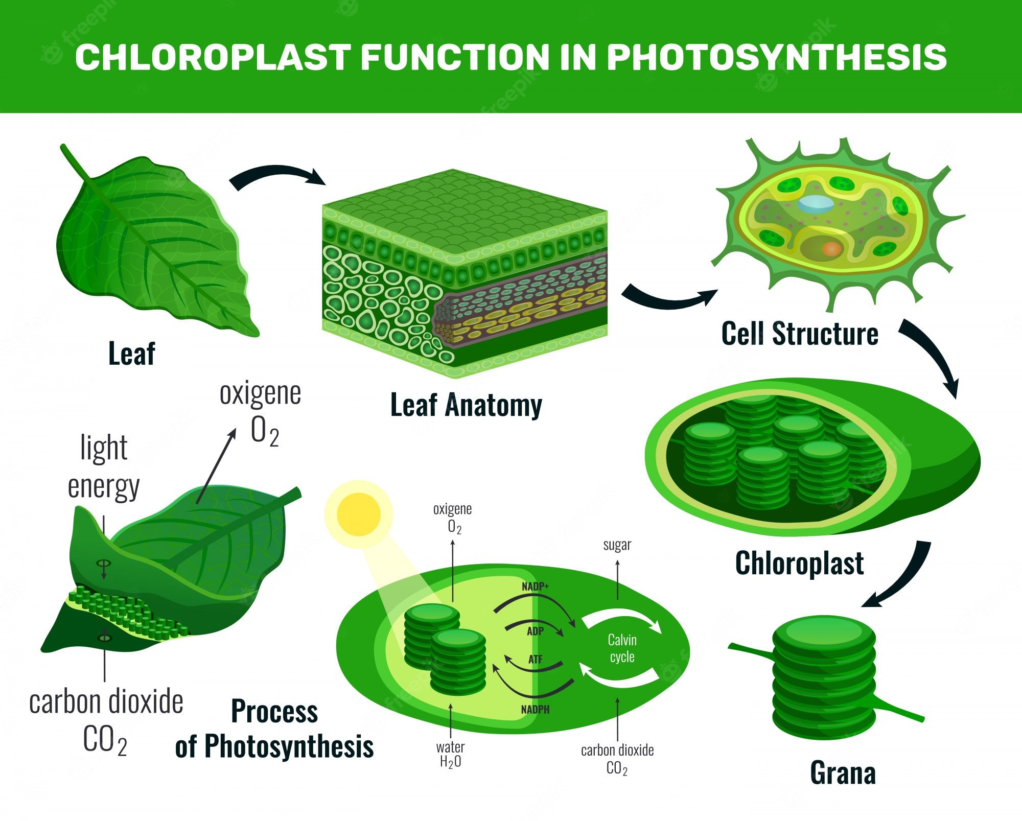 Фотосинтез инфографика