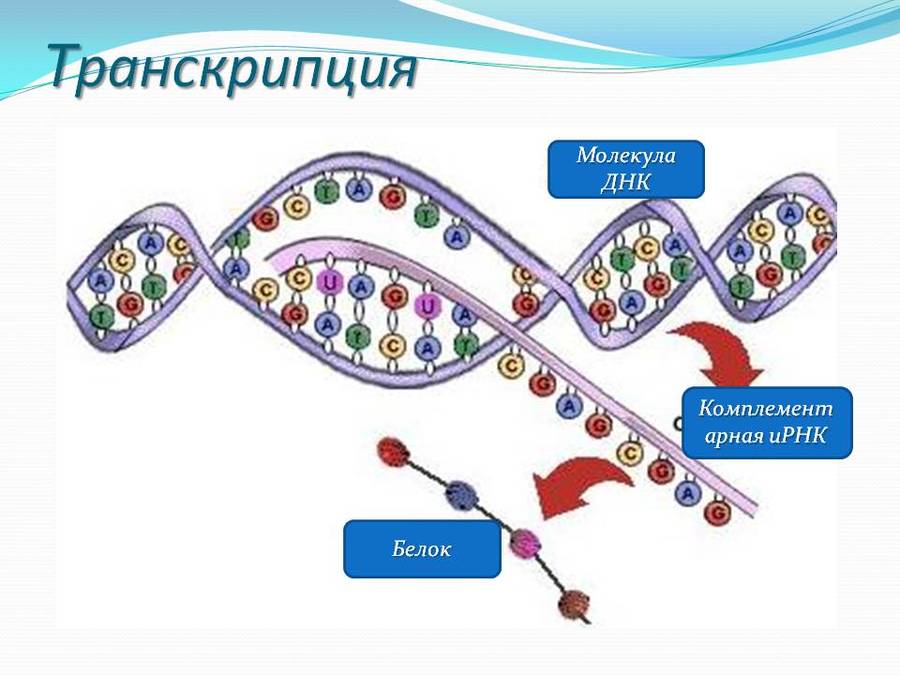 Каким номером на рисунке обозначен продукт транскрипции