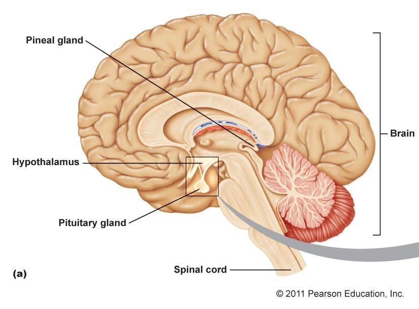 Железа мозга 7. Гипофиз в турецком седле. Турецкое седло в головном мозге. Гипоталамус турецкое седло. Гипофиз и турецкое седло на мрт.
