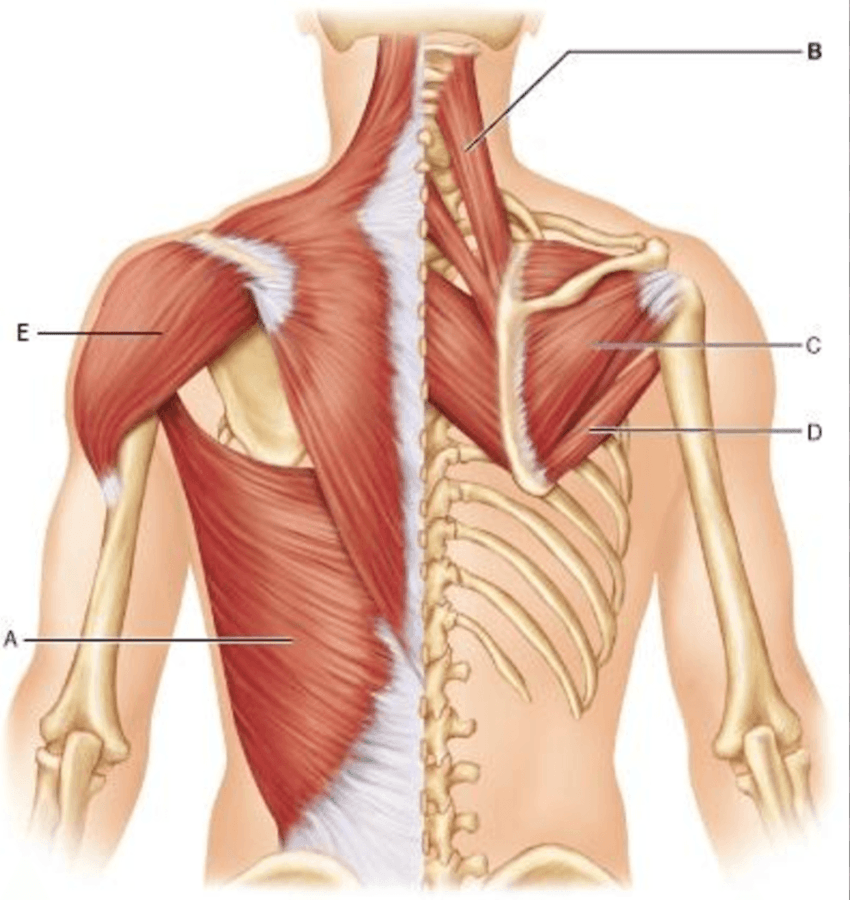 Infraspinatus мышца