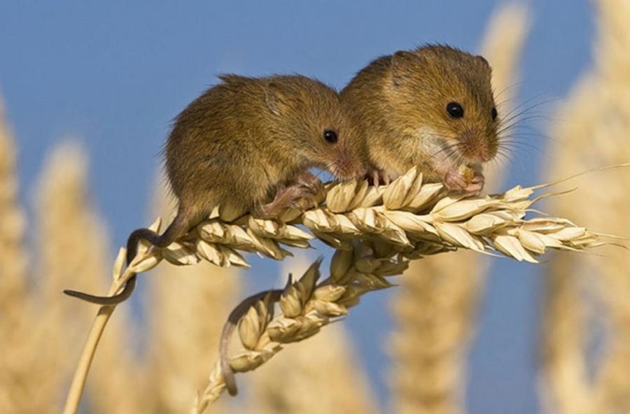 Семя мыши. Полевая мышь Apodemus agrarius. Гнездо мыши малютки. Полевка хомяк. Рыжая мышь полевка.