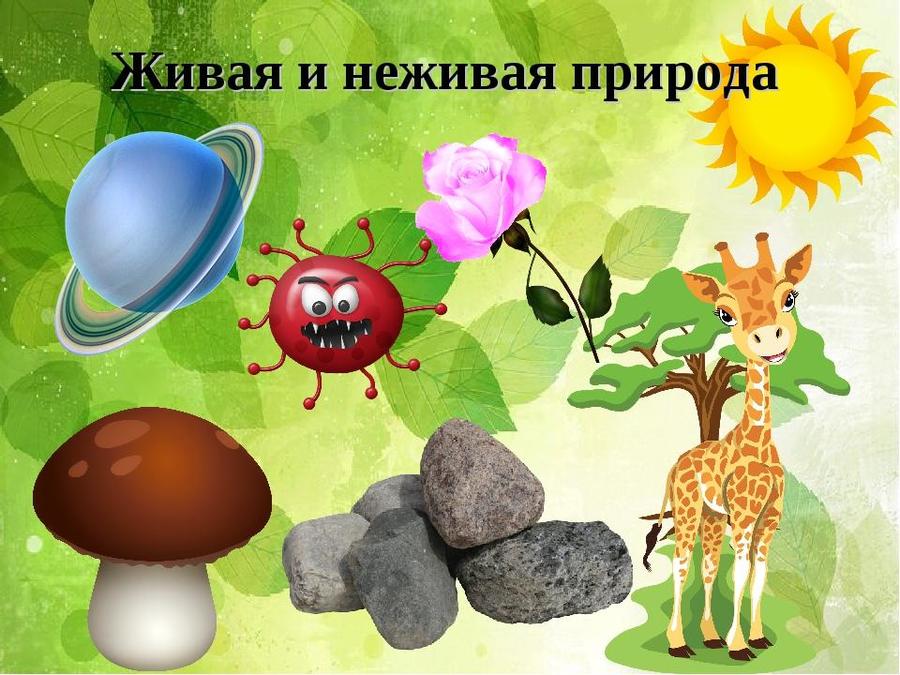 Не живое природа. Живая и неживая природа. Предметы живой природы. Живая и неживая природа картинки. Живые и неживые предметы для дошкольников.