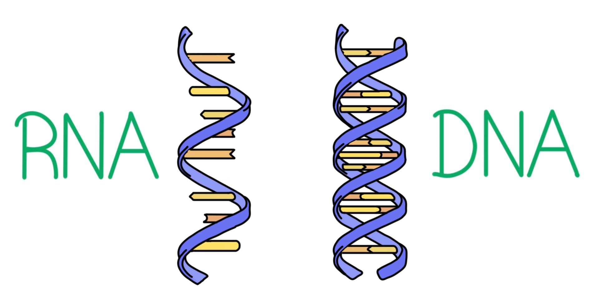 ДНК И РНК