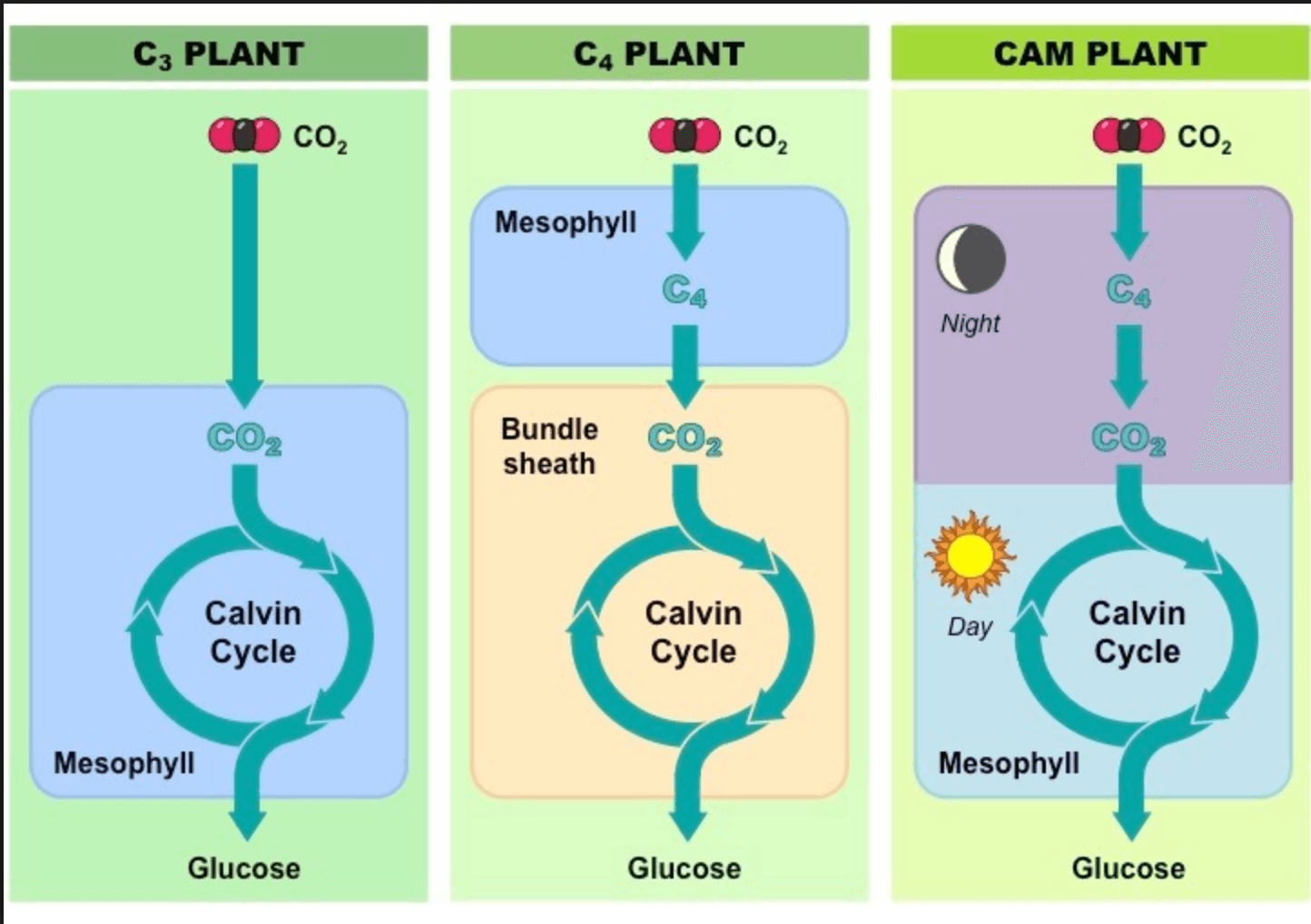 C 4 применение. С3 с4 и сам фотосинтез. Типы фотосинтеза с3 с4 сам. C3 c4 cam фотосинтез. С3-растение фотосинтез.