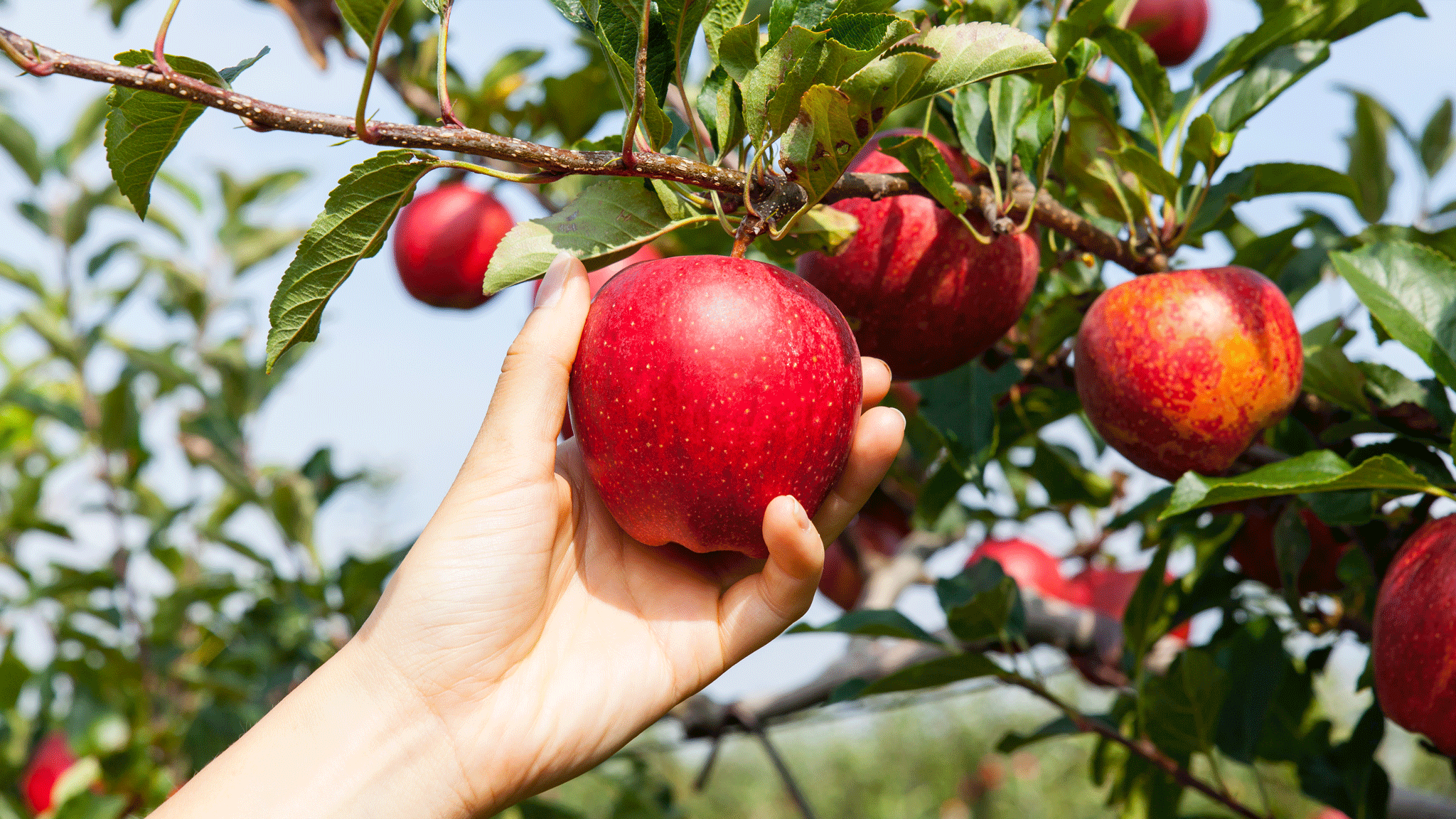 Сонник яблоня с яблоками спелыми большими красными и зелеными