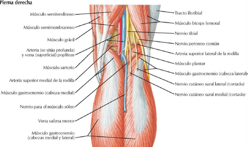 Semitendinosus semimembranosus анатомия