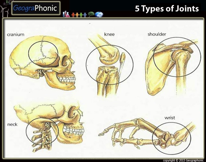 Joints bones. Types of Joints. Movable Joints. Human Joints. Types of Joint Anatomy.