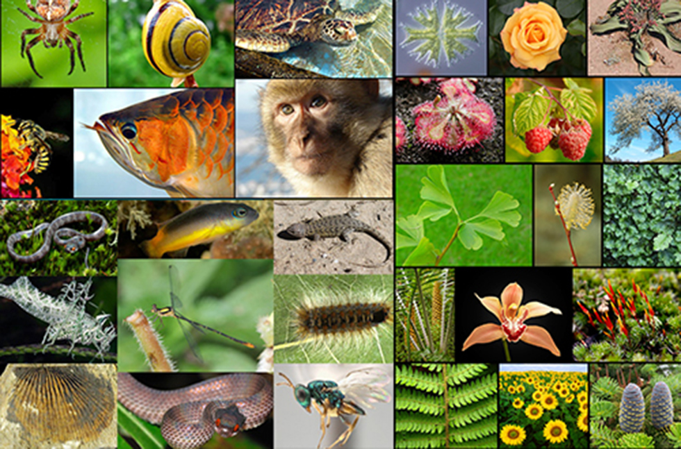 Утрата биоразнообразия фото