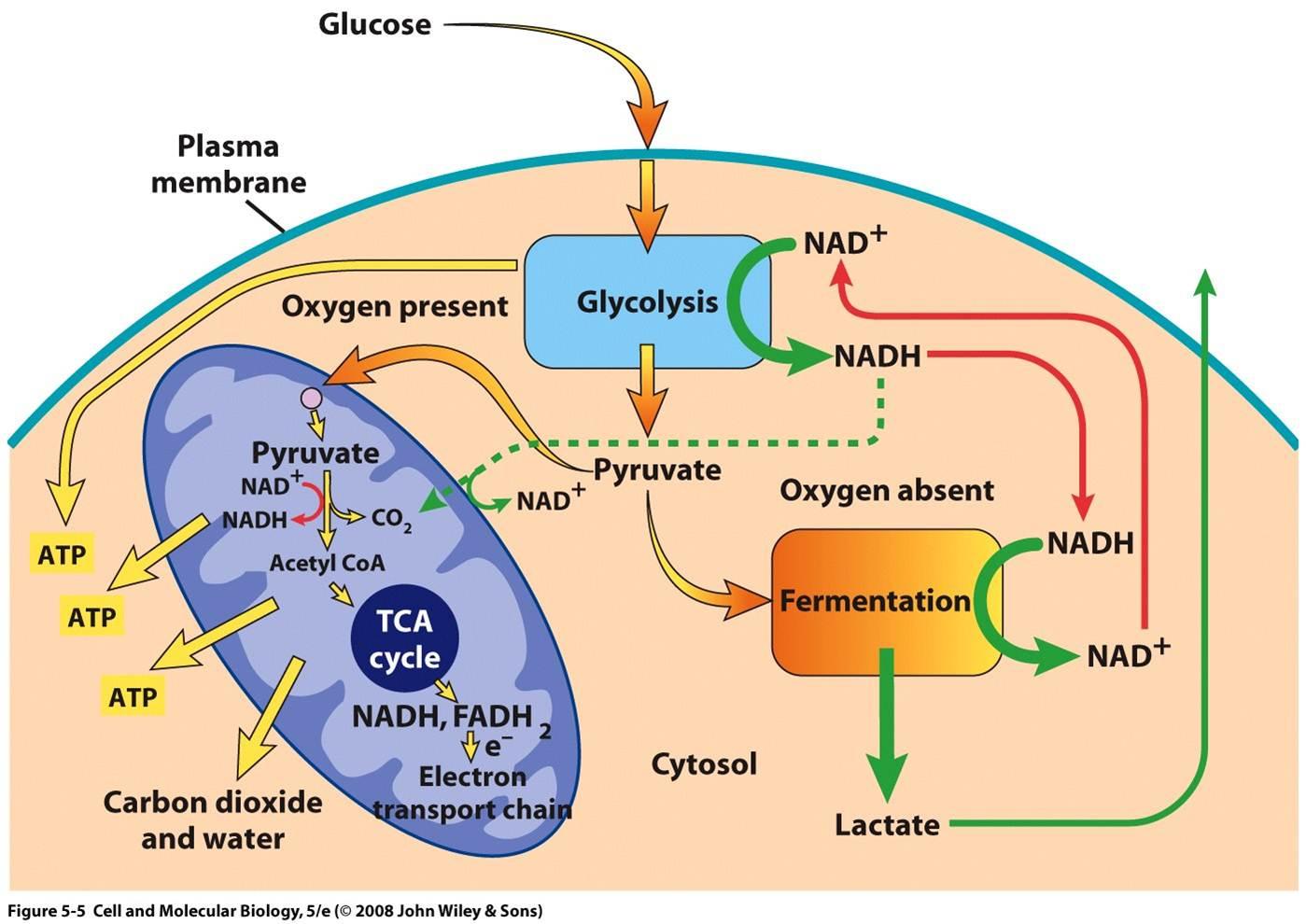 Этапы клеточного дыхания гликолиз