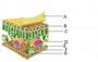 На рисунке изображено поперечное сечение листа рассмотрите рисунок и дополните текст