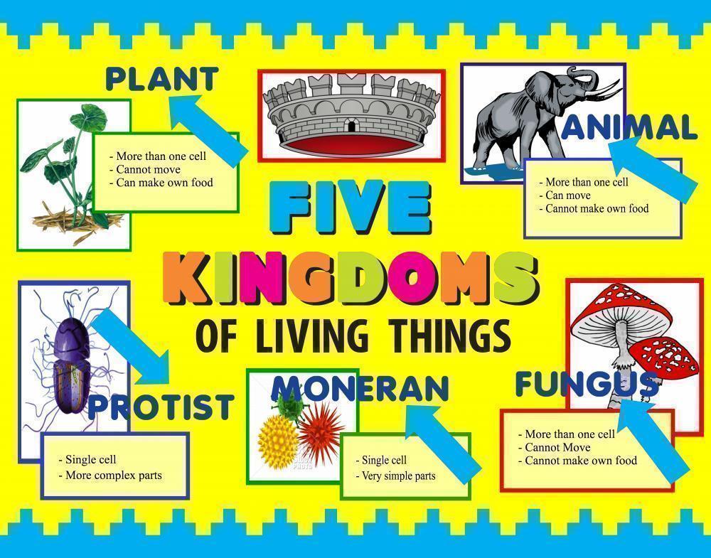 Make your own world. Kingdoms of Living things. Biology for Kids. 5 Kingdoms of Living Organisms. Making a poster проект.