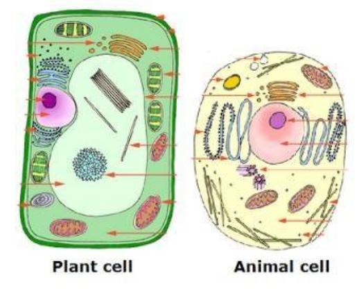 Растительная клетка царство. Животная клетка. Клетка растения. Растительная клетка. Растительная и животная клетка.
