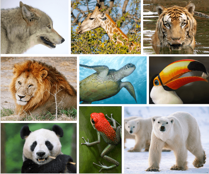 Проект endangered animals